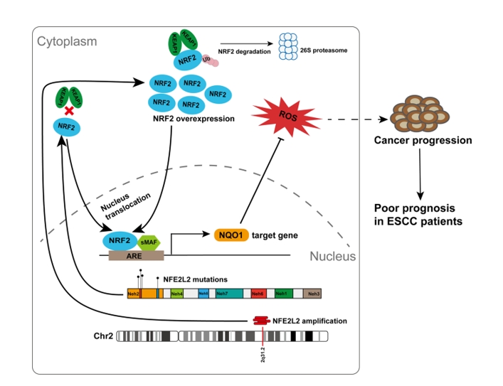 Schemic diagram of NFE2L2 somatic alterations on the prognosis of ESCC patients