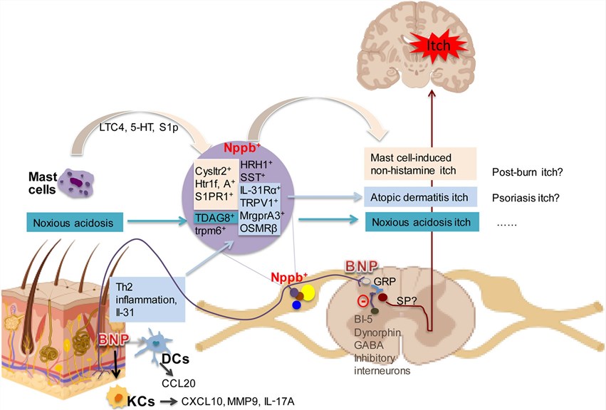 NPPB signaling pathway