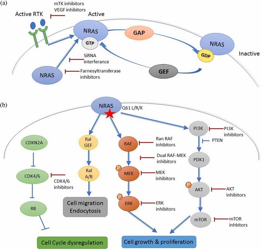 Mechanism of NRAS activation