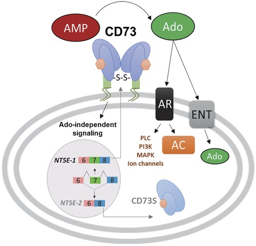 Fig1. NT5E signaling (Minor, M., et al. 2019)