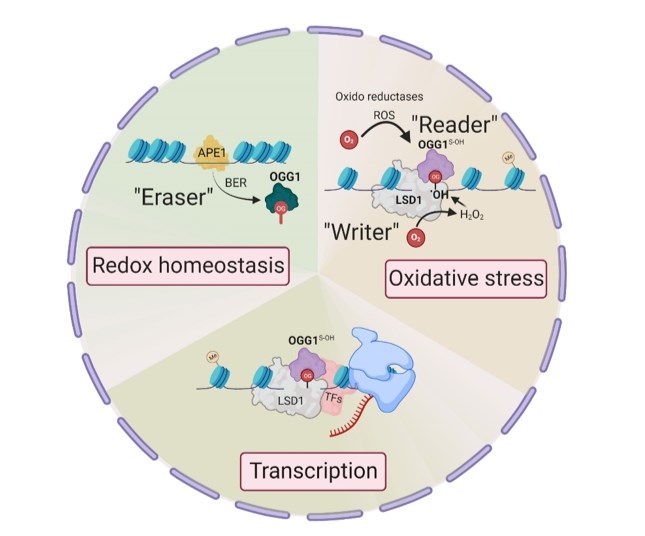 Epigenetic changes in OGG1 dependent gene expression