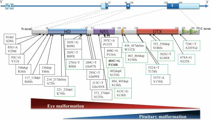 Fig1. OTX2 structure and mutation mapping (Gorbenko del Blanco, et al. 2012)