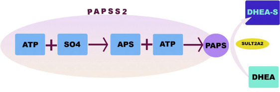 Fig1. Mechanistic pathway involving PAPSS2 in the generation of PAPS (Perez-Garcia, E. M., et al. 2022)