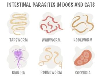 What Causes Parasitic Infections
