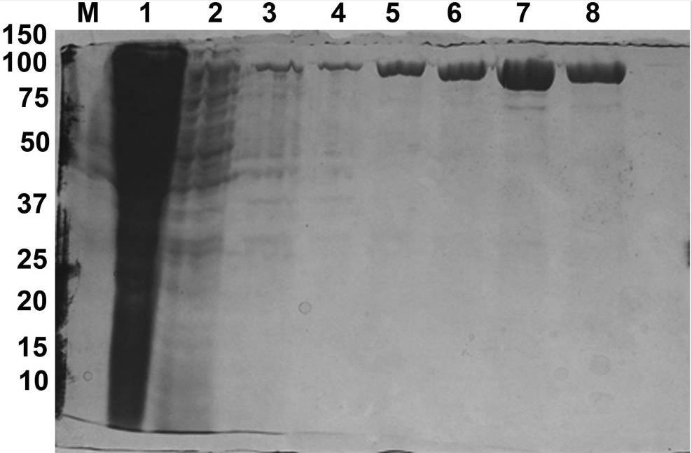 Fig2. Sodium dodecyl sulfate polyacrylamide gel electrophoresis analysis of rPPDK purification.