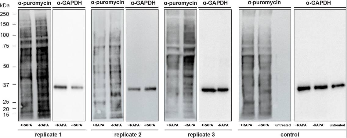Fig3. Assessment of translation rates of FKBP35KO and FKBP35WT using SUnSET.