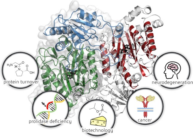 Fig1. PEPD Protein Function (Piotr Wilk, et al. 2021)