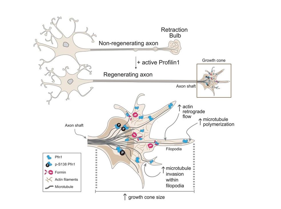 Profilin 1 delivery tunes cytoskeletal dynamics toward CNS axon regeneration.