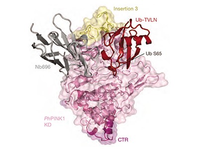 Fig1. Vivid views of the PINK1 protein (Daou, S. et al, 2017)