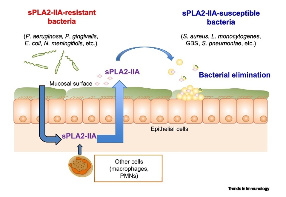 Type IIA secreted phospholipase A2 (sPLA2-IIA) is induced by bacteria to eradicate competitor bacteria in the same niche.