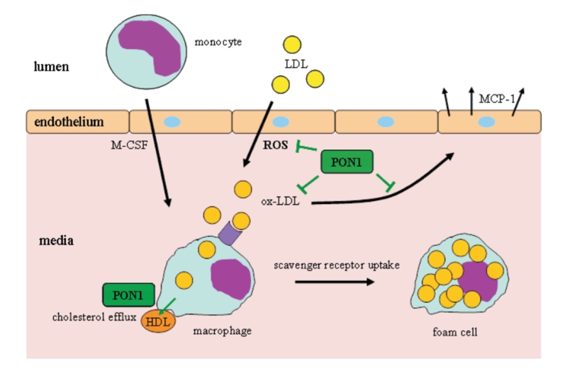 PON1 protective function against foam cell formation and plaque development in atherosclerosis