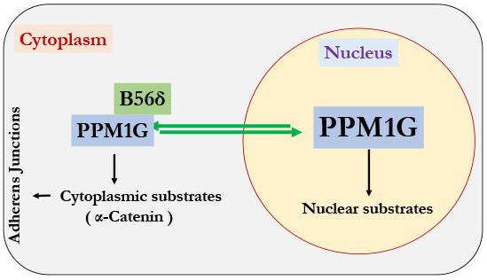 Fig1. PPM family phosphatases are thought to act as monomers. (Parveen Kumar, et al. 2019)