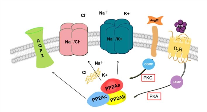 Renal PP2A targets various ion-transport proteins and AQP2.