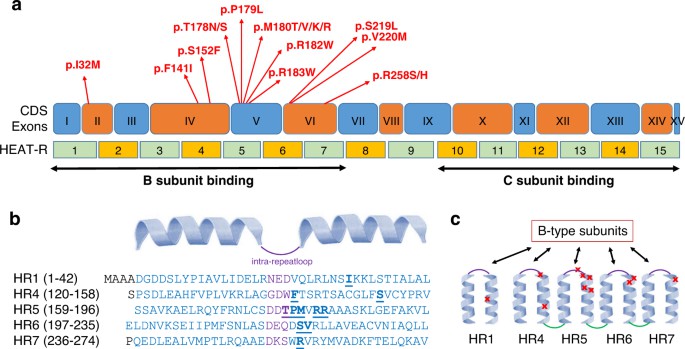 (Lenaerts, L. et al. 2021)