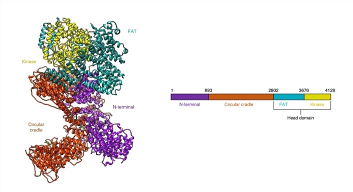 The overall structure of DNA-PKcs.