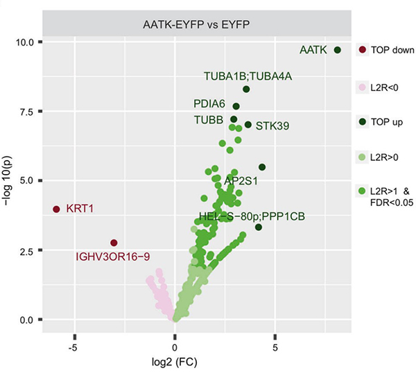 Fig2. Binding partners of AATK were detected in HEK293T cells after transfection of EYFP-tagged AATK and EYFP empty
        and subsequent pulldown with GFP-Trap and mass spectrometry.