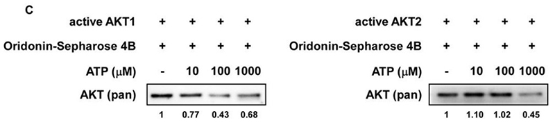 Fig4. The specificity of the binding of oridonin to active AKT1 or AKT2 in the presence of ATP was evaluated.