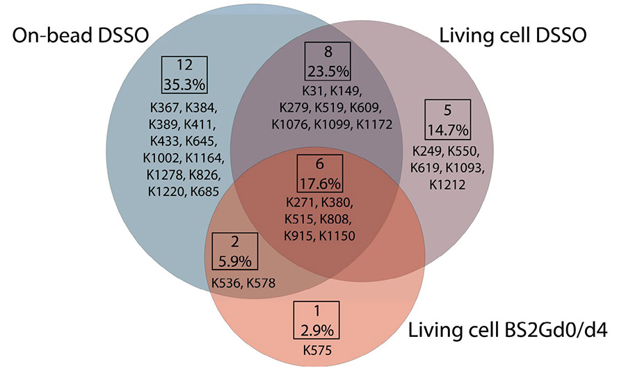 Fig2. Overlap of unique mono-links on P-glycoprotein in different cross-linking setups.