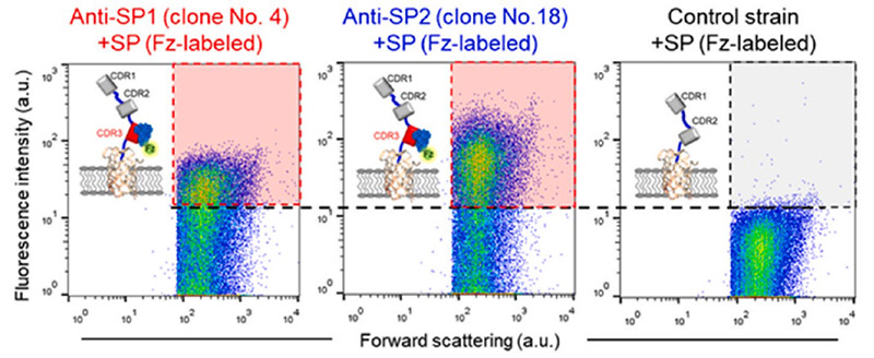 Fig3. Flow cytometric analysis after treatment of the fluorescence labeled SP with the screened clones compared with
        the control strain with CDR1 and CDR2.