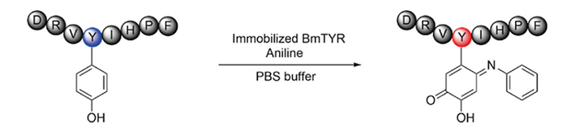Fig4. Peptides Modified with Aniline Using Immobilized BmTYR. Angiotensin II modification at 1.5 equiv aniline.