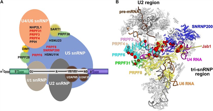 Fig 1. The structures of spliceosome complex B and tri-snRNP. (Yang, C. et al. 2021)