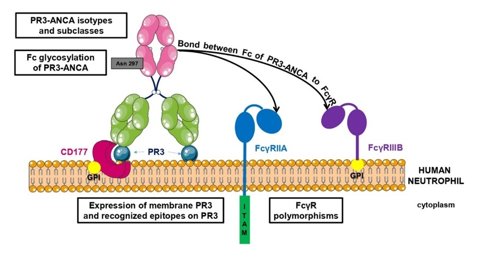 Factors involved in PR3-ANCA pathogenicity.