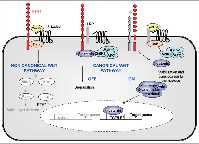 Fig1. Multiple modes of action of PTK7 in Wnt signaling. (Anne-Catherine Lhoumeau, et al. 2011)