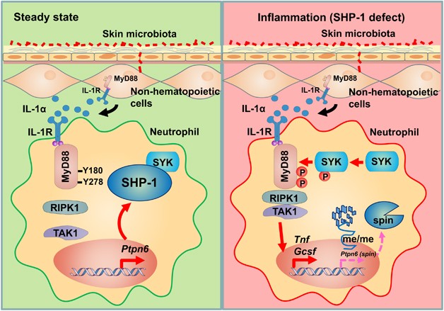 Fig1. SHP-1 (PTPN6) keeps the inflammation (You, R., et al. 2017)
