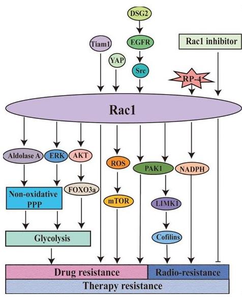 Fig1. Rac1 is involved in the regulation of resistance to tumor therapy (Jiaxin Liang, et al. 2021)