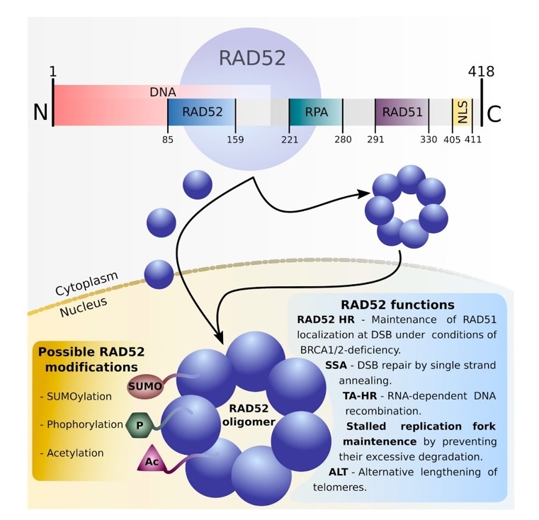 Human RAD52 structure, post-translational modifications, and functions.