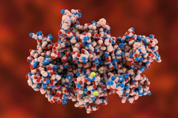 What is Recombinant Protein