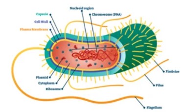 What is Recombinant Protein