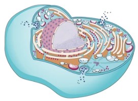 What is Recombinant Protein