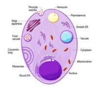 What is Recombinant Protein