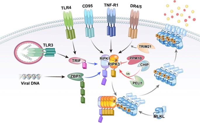 Fig1. Activation of RIPK3 by multiple stimuli. (Morgan, M. J., and Kim, Y. 2022) 