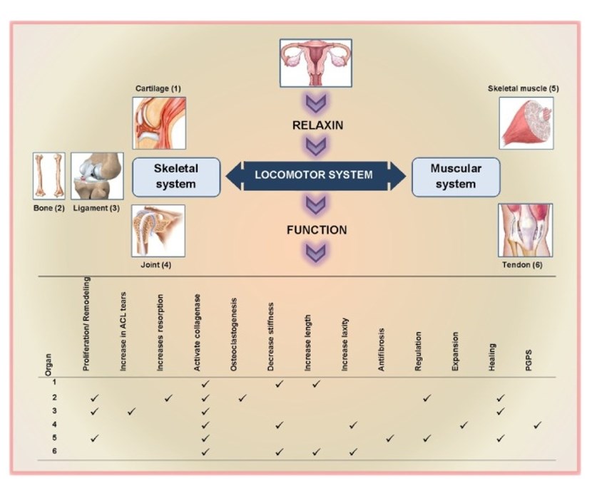 A summary of relaxin role in the locomotor system.