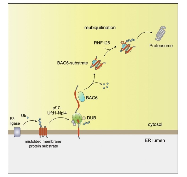 RNF126-mediated reubiquitination.