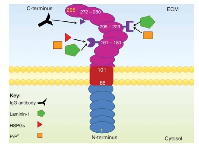 A schematic representation of the 37/67 kDa laminin receptor.