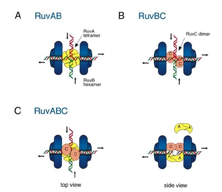 Model indicating the interactions between the RuvA, RuvB and RuvC proteins and the Holliday junction