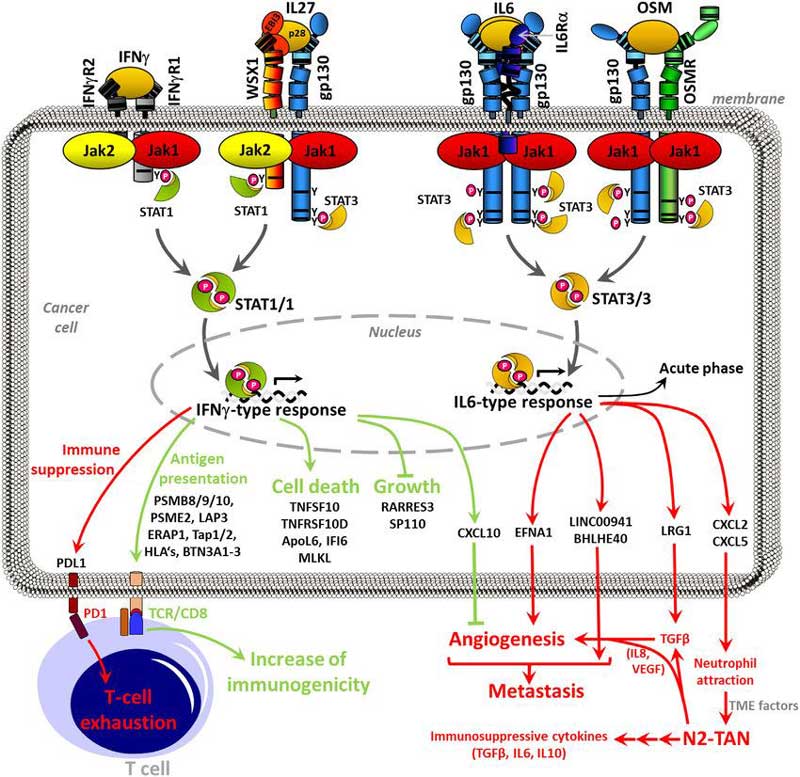 Cytokine signaling.