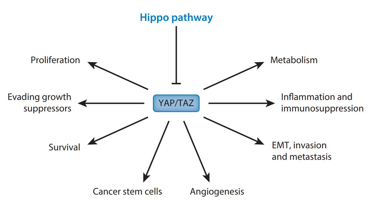 Figure 3. YAP/TAZ and cancer hallmarks. (Shenghong Ma, 2019)