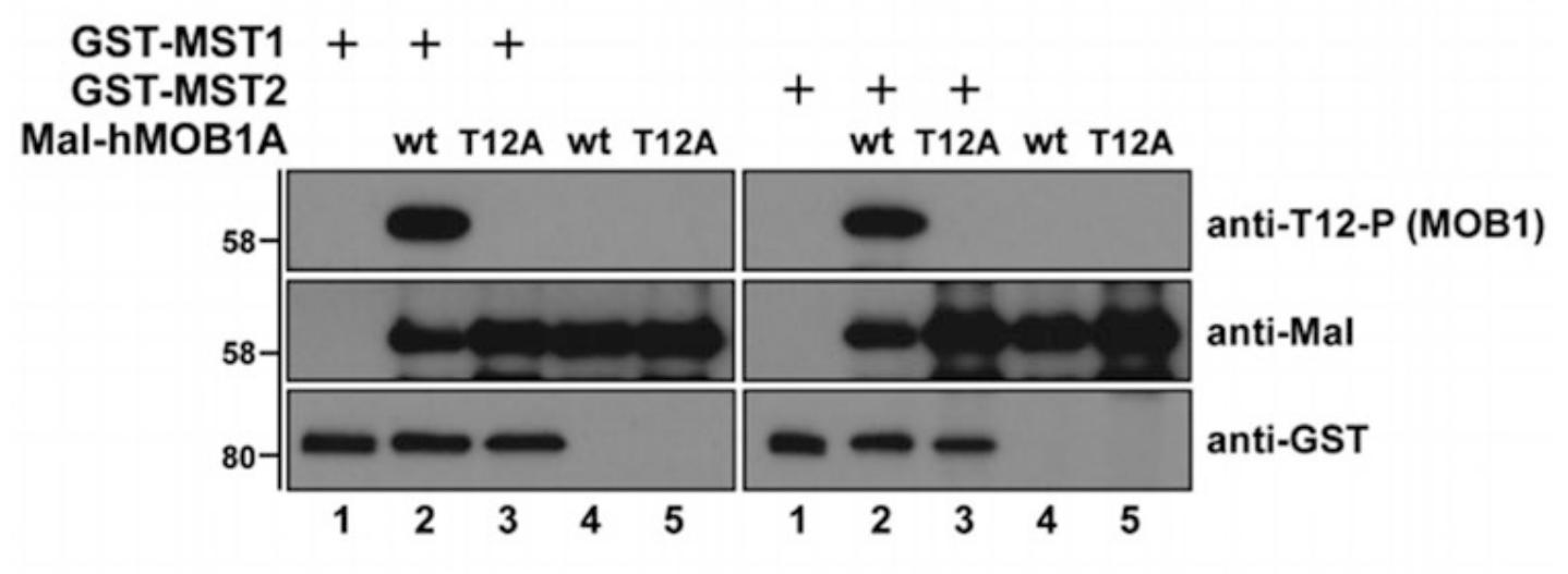 Fig2. Kinase assays using recombinant GST-MST1/2 and Mal-MOB1.