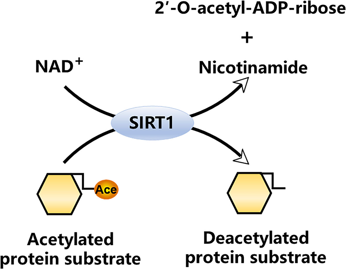 Fig1. NAD+-dependent SIRT1 deacetylase reaction (Yang, Y., et al. 2022)