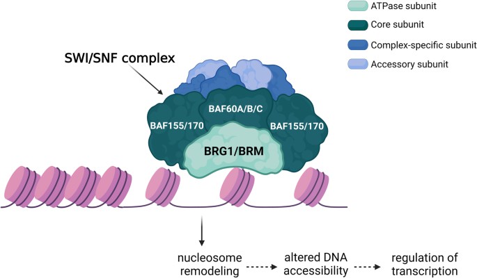 Fig1. The role of chromatin remodeler SMARCA4/BRG1 (Navickas, S. M., et al. 2023)