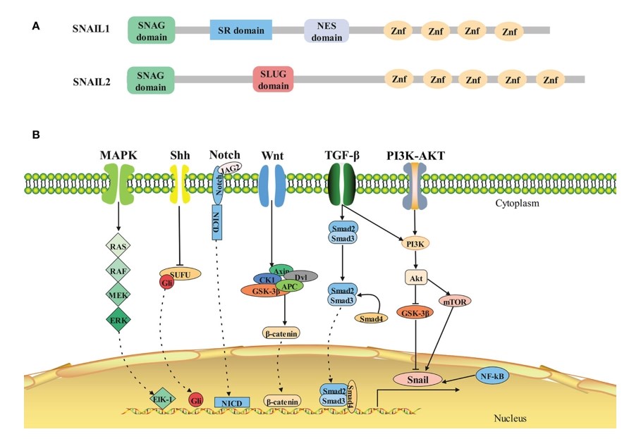 Structure and signaling pathways of SNAIL1.