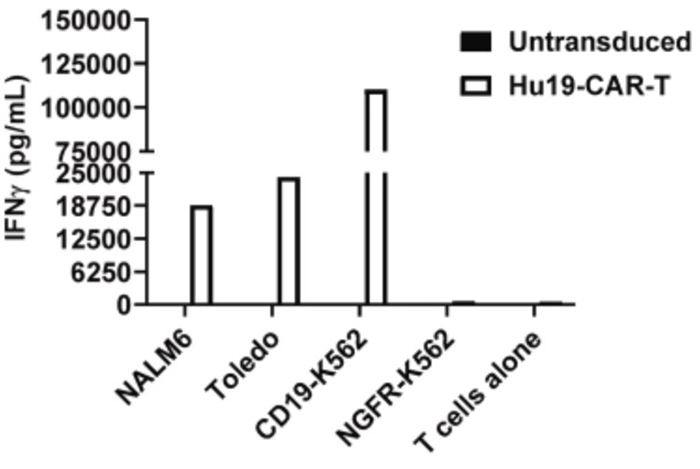 Fig1. On day 7 of clinical manufacturing, Hu19-CAR T derived from CLL PBMC were cultured alone or co-cultured with
            CD19-positive (NALM6, Toledo, CD19-K562) or CD19-negative (NGFR-K562) target cells.