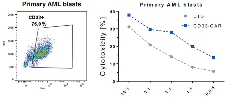 Fig3. NK cells equipped with a CD33-CAR become highly cytotoxic against CD33-positive primary AML cells.