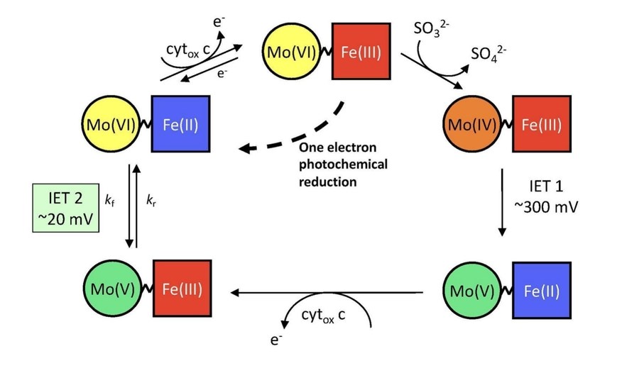 Mechanistic complexities of sulfite oxidase.