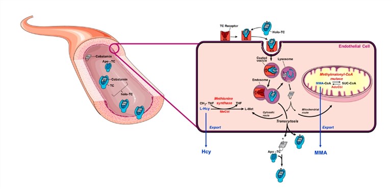 Vitamin B12 metabolism.