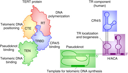 Fig1. TERT Structure (J.J.-L. Chen, 2016)